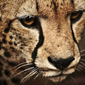 Meet your Posher, Jayden